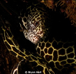 one of many juvenile honey comb morays on Vetchies Pier i... by Bryan Hart 